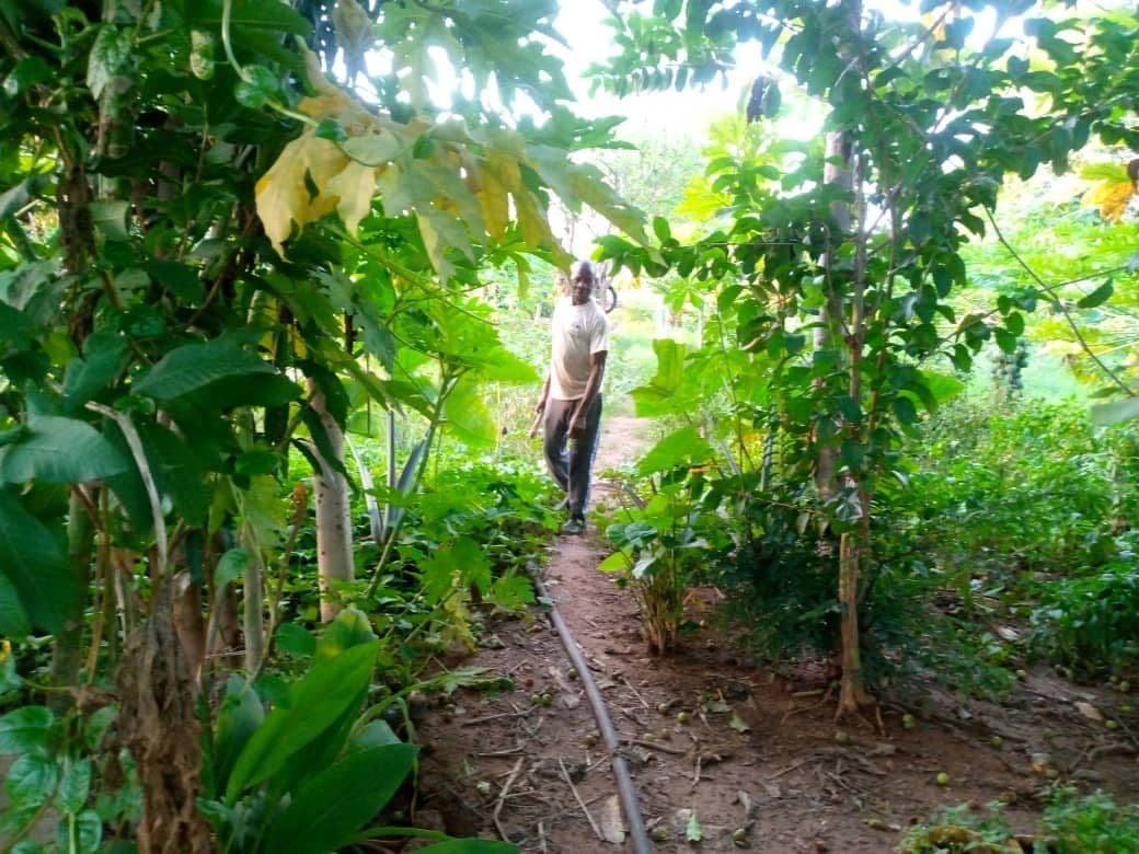 Dako_parcelle_2025-08 2.jpg